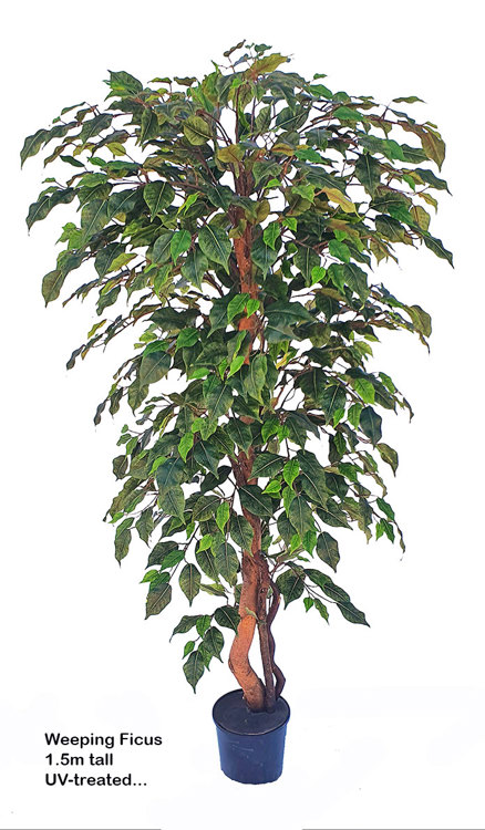Articial Plants - Weeping Ficus 1.5m UV-rated