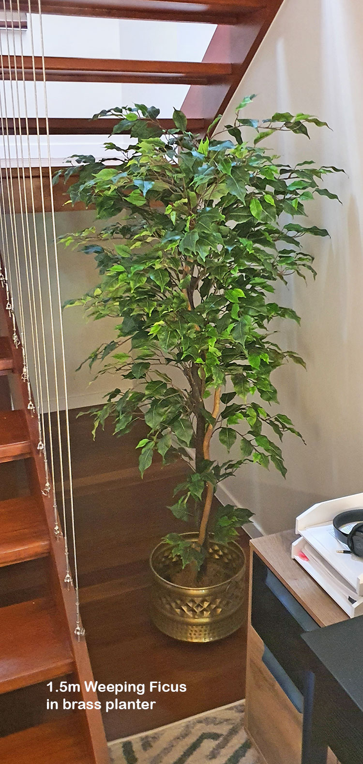Weeping Ficus 2.1m UV-rated