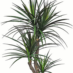 Yucca 1.4m with 5 heads - artificial plants, flowers & trees - image 10