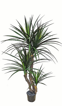 Yucca 1.4m with 5 heads
