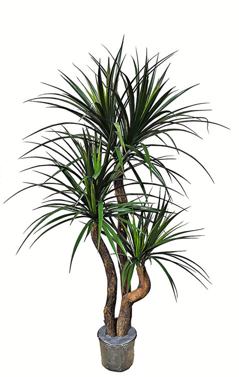 Articial Plants - Yucca 1.6m with 6 heads 