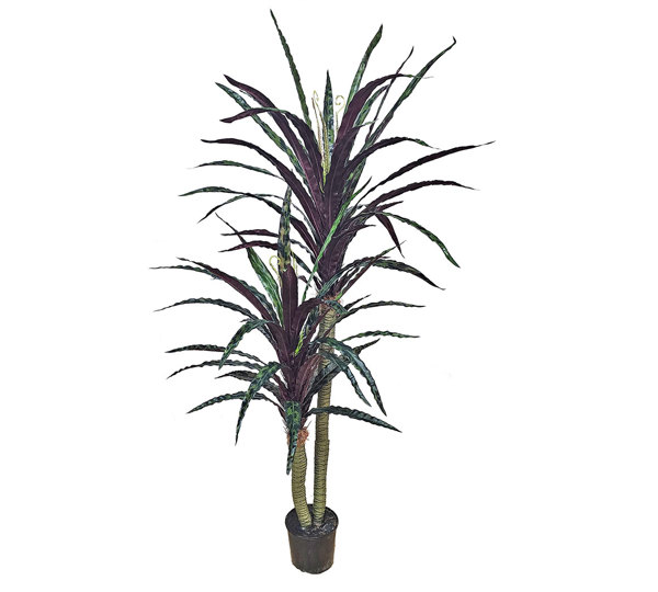 Yucca 'shiraz' Plant 1.6m double