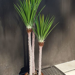 Yucca Tree 1.5m x 3 trunks - artificial plants, flowers & trees - image 3