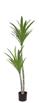 Yucca Tree- 1.2m with 2 heads 