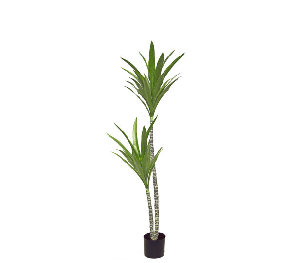 Yucca Tree- 1.2m with 2 heads