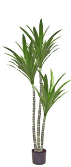 Yucca Tree- 1.6m with 3 heads