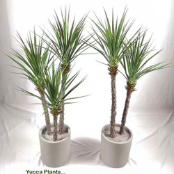 Yucca Tree 1.5m x 3 trunks - artificial plants, flowers & trees - image 2