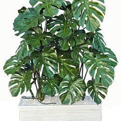 Trough Planters- with Monstera Plants 1.4m - artificial plants, flowers & trees - image 1