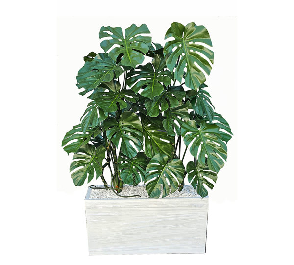 Trough Planters- with Monstera Plants 1.4m