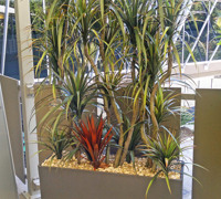 Planter re-furb @ Football Club