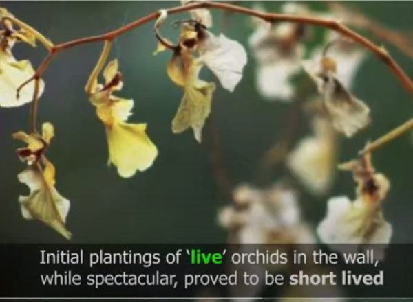 Adding artificials to enhance 'live' green-walls- 24/7 wow!