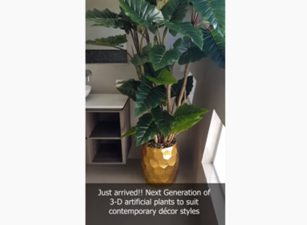 Alocasia ‘dragon-wings’ & Philodendron ‘giant-leaf’