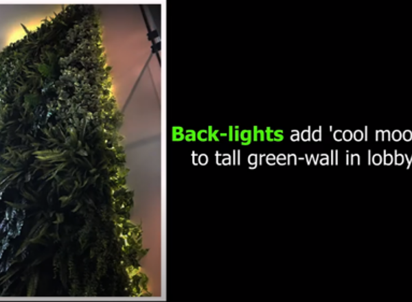Back-lights add 'cool mood' to tall green-wall in lobby