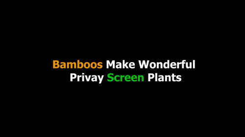 Bamboos make wonderful screen plants