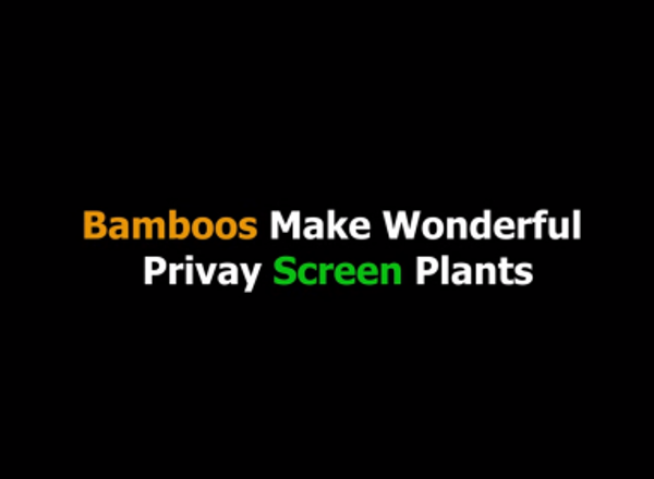 Bamboos make wonderful screen plants