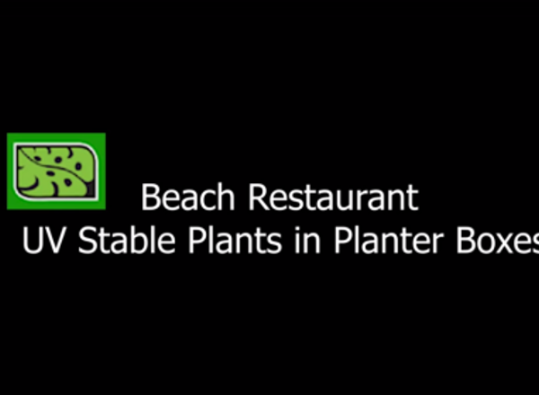 Beach Restaurant - UV Stable Plants in Planter Boxes