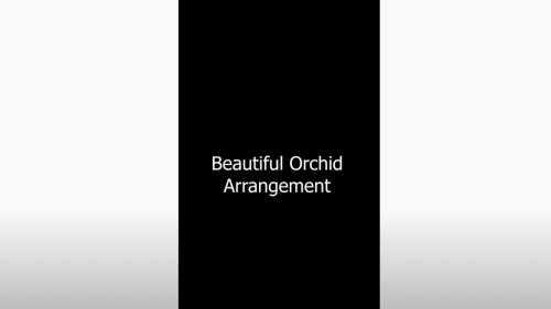 Beautiful Orchid Arrangement