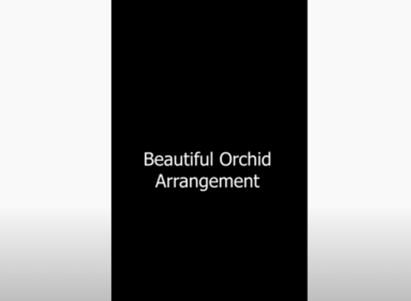 Beautiful Orchid Arrangement