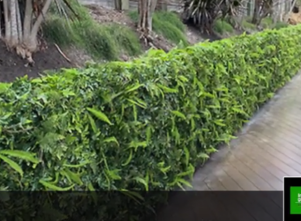 Bobs Wall - Turning an unsightly block wall into a green Feature