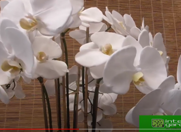 Butterfly Orchid Bowl