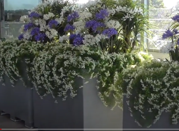 Colour and Greenery Brighten-up Penthouse Balcony