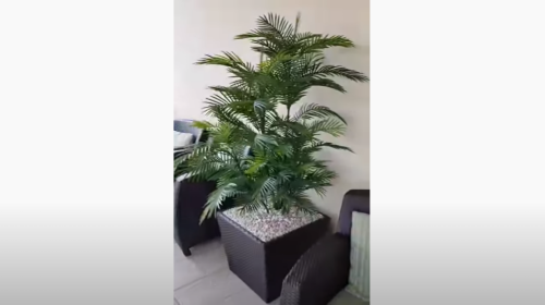 Custom Made UV Stable Palm Trees