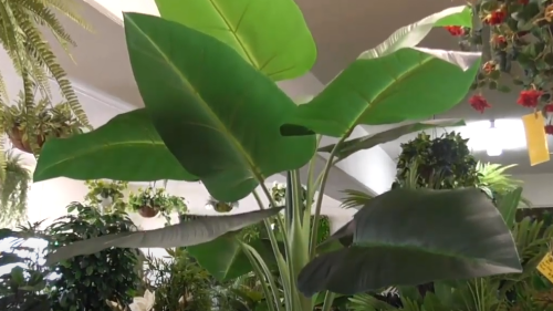 Elephant Ears - Philodendron