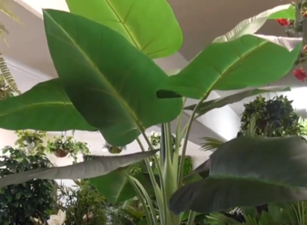 Elephant Ears - Philodendron