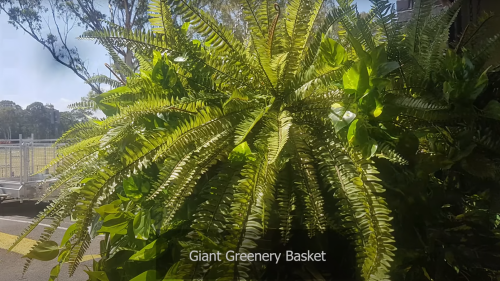 Giant Greenery Basket