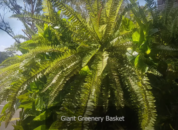 Giant Greenery Basket