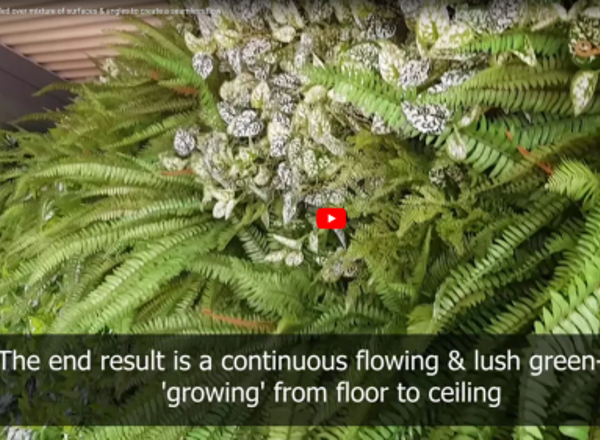Green-Walls installed over mixture of surfaces & angles to create a seamless flow...