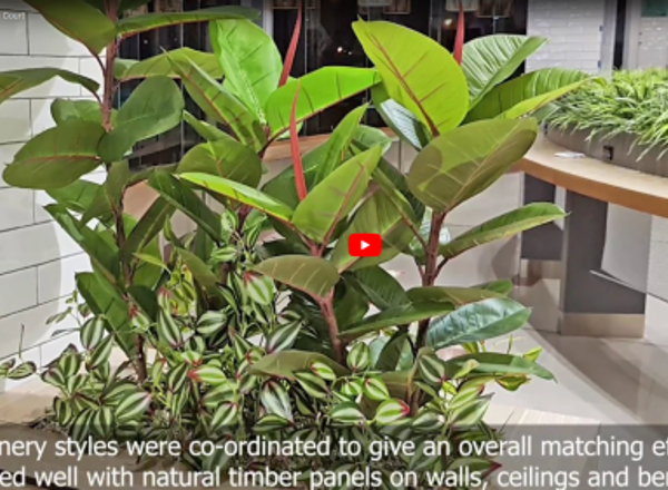 'Greening-up' a Food Court in shopping centre...