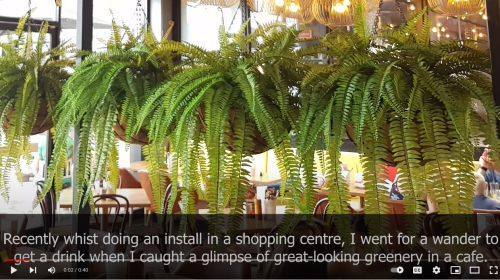 Hanging Fern Baskets