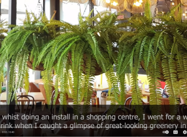 Hanging Fern Baskets