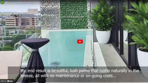 Large, lush UV-treated Palms for penthouse balcony