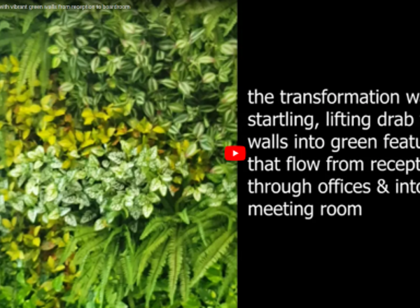 Offices get a 'lift' with vibrant green-walls from reception to boardroom...