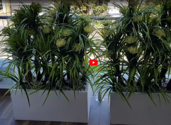 Privacy Planters for Trendy Beachside Apartment