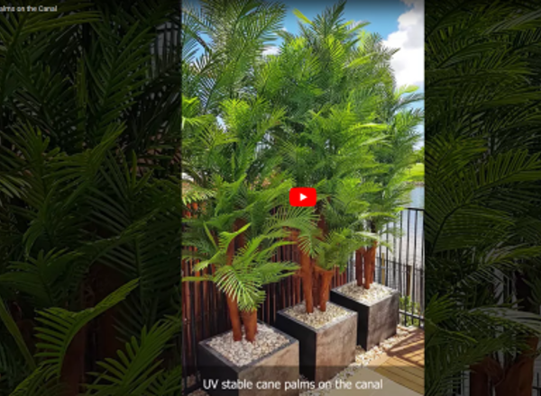 UV Stable Cane Palms on the Canal