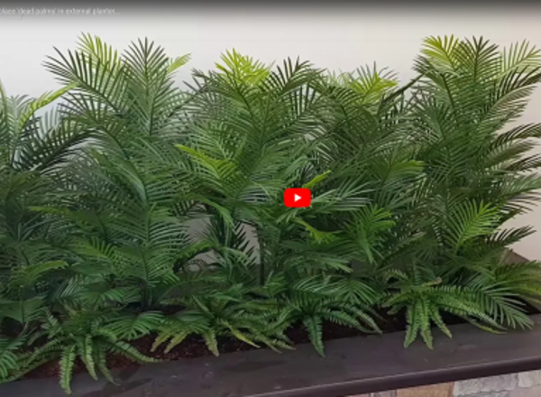 UV Stable Cane Palms