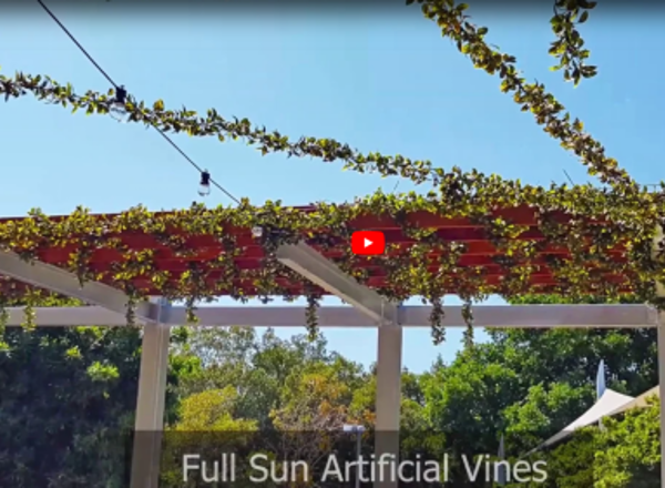 Virgin Vines