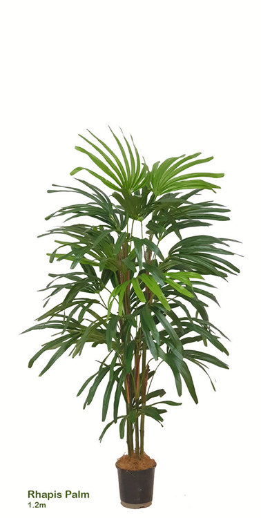 Articial Plants - Rhapis Palms 1.3m