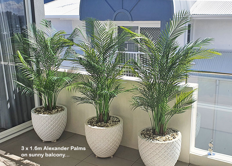 privacy plants on balconies