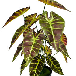 Alocasia bronze tiger 75cm  - artificial plants, flowers & trees - image 10