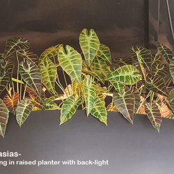 Alocasia bronze tiger 75cm  - artificial plants, flowers & trees - image 5