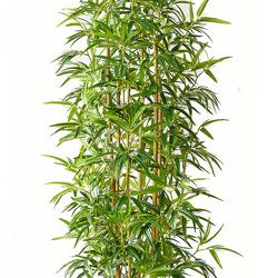 Bamboo 'thai gold' 1.8m - artificial plants, flowers & trees - image 9