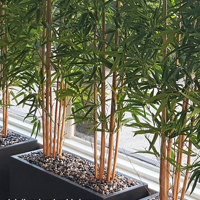 Bamboos make wonderful screen plants poplet image 3