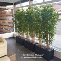 Bamboos make wonderful screen plants poplet image 4