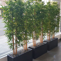 Bamboos make wonderful screen plants poplet image 2