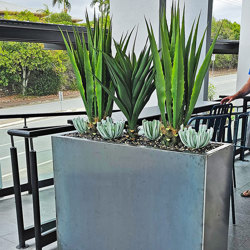 Succulent- Grey Aeonium - artificial plants, flowers & trees - image 5