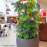 Large Palm Planters, perfect for Shopping Malls... poplet image 1